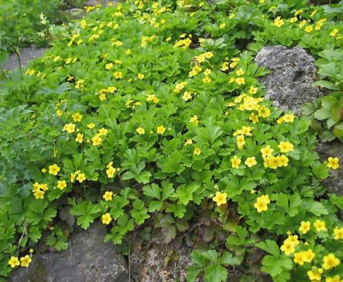 Декоративная стелющаяся трава. Почвопокровные многолетники (ТОП-25) — названия с фото