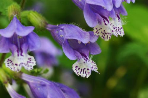 Декоративная стелющаяся трава. Почвопокровные многолетники (ТОП-25) — названия с фото