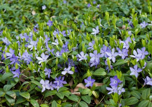 Декоративная стелющаяся трава. Почвопокровные многолетники (ТОП-25) — названия с фото