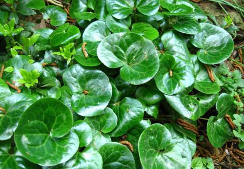 Декоративная стелющаяся трава. Почвопокровные многолетники (ТОП-25) — названия с фото