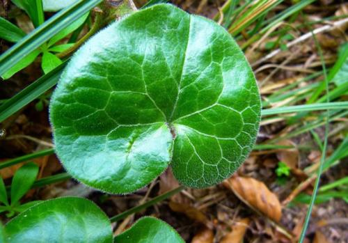 Декоративная стелющаяся трава. Почвопокровные многолетники (ТОП-25) — названия с фото