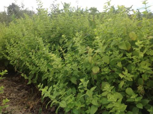 Декоративные травы для сада. Декоративная трава — применение в ландшафтном дизайне и подбор злаков (95 фото)