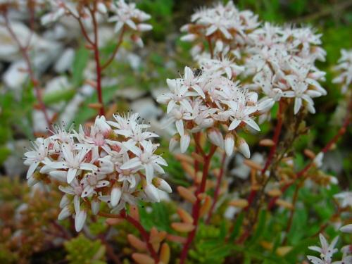 Декоративная стелющаяся трава. Почвопокровные многолетники (ТОП-25) — названия с фото