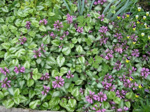 Декоративная стелющаяся трава. Почвопокровные многолетники (ТОП-25) — названия с фото