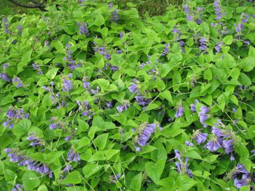 Декоративная стелющаяся трава. Почвопокровные многолетники (ТОП-25) — названия с фото