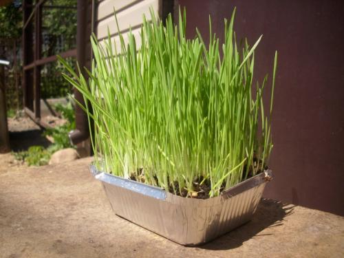 Декоративные травы для сада. Декоративная трава — применение в ландшафтном дизайне и подбор злаков (95 фото)