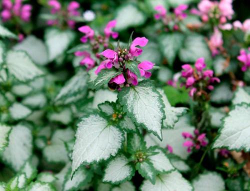 Декоративная стелющаяся трава. Почвопокровные многолетники (ТОП-25) — названия с фото