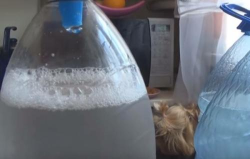 Приготовление березового кваса. Домашний квас из березового сока с изюмом без дрожжей