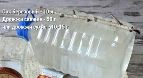 Березовый квас на пиве. Квас из березового сока в домашних условиях