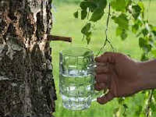 Старинный рецепт кваса из березового сока. Квас из березового сока в домашних условиях — вкусные рецепты