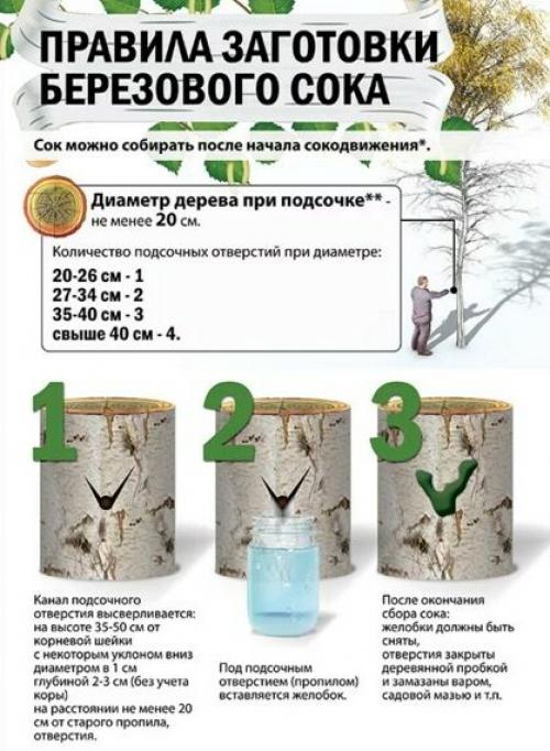 Березовый квас на пиве. Квас из березового сока в домашних условиях