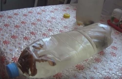 Приготовление березового кваса. Домашний квас из березового сока с изюмом без дрожжей