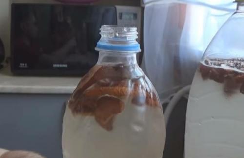 Приготовление березового кваса. Домашний квас из березового сока с изюмом без дрожжей