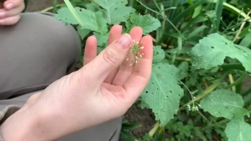 Съедобные травы в огороде. Сорняки которые можно есть. 11 съедобных трав на участке