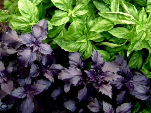 Пряные травы в огороде. Распространенные пряные культуры