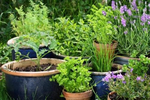 Пряные травы для вашего сада. Правила организации «ароматического» огорода