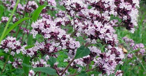 Пряные травы список. Какие пряные травы можно вырастить на своем огороде