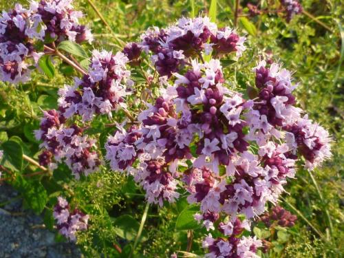 Пряные травы в огороде. Распространенные пряные культуры