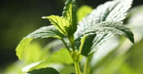 Пряные травы список. Какие пряные травы можно вырастить на своем огороде