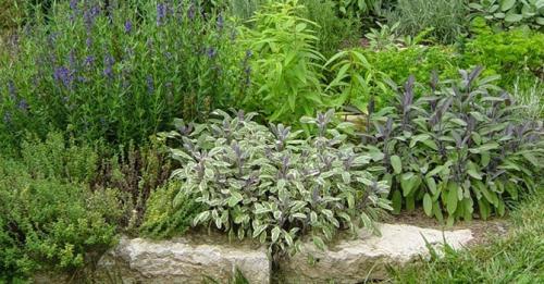 Пряные травы список. Какие пряные травы можно вырастить на своем огороде