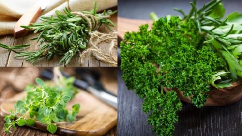 Редкие пряные травы. Распространенные пряные культуры