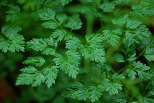 Пряные травы в огороде. Распространенные пряные культуры