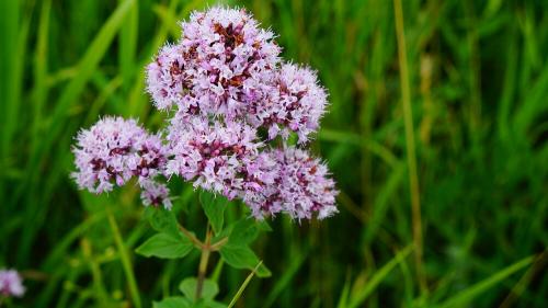 Пряные травы в огороде. Распространенные пряные культуры