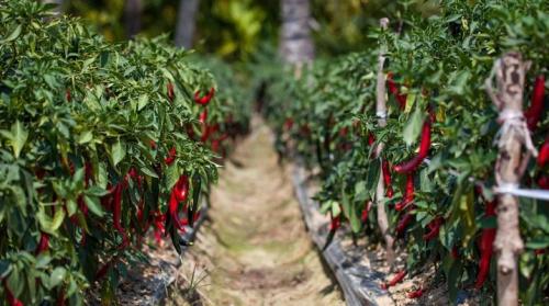 Какие овощи могут навредить перцу и томатам, если их сажать рядом. С чем можно сажать острый перец на одной грядке?