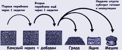 Как вырастить шампиньоны в теплице. Подготовительные работы