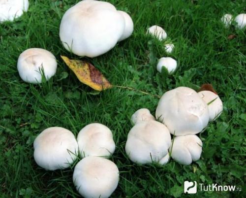 Выращиваю шампиньоны на даче в открытом грунте. Выращивание шампиньонов на даче в открытом грунте 01 Выращиваю шампиньоны на даче в открытом грунте. Выращивание шампиньонов на даче в открытом грунте 01