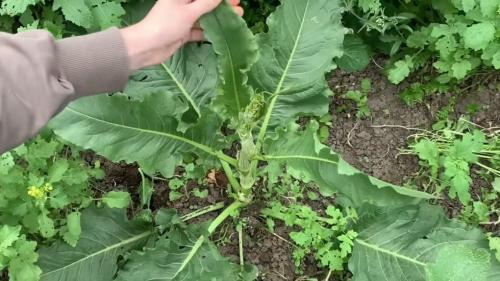 Съедобные травы в огороде. Сорняки которые можно есть. 11 съедобных трав на участке