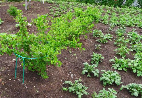 Неправильные пары: вещи, которые нельзя сажать вместе 02