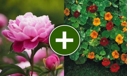 Неправильные пары: вещи, которые нельзя сажать вместе 01