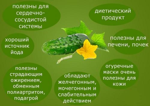 Горькие огурцы: польза. Польза и вред горьких огурцов