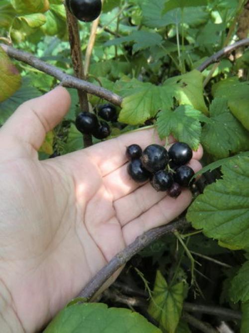 Календарь работ в саду и огороде в августе. Август – месяц урожая: собираем плоды в саду