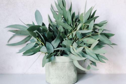 Комнатные цветы и растения. Комнатные растения: фото и названия (каталог)