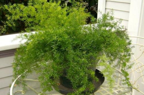 Комнатные цветы и растения. Комнатные растения: фото и названия (каталог)