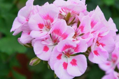 Комнатные цветы и растения. Комнатные растения: фото и названия (каталог)