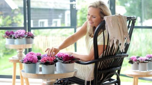 Популярные комнатные растения. Самые популярные комнатные цветы