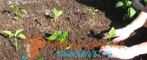 Что можно сажать после перца. Можно ли сажать перец после перца?