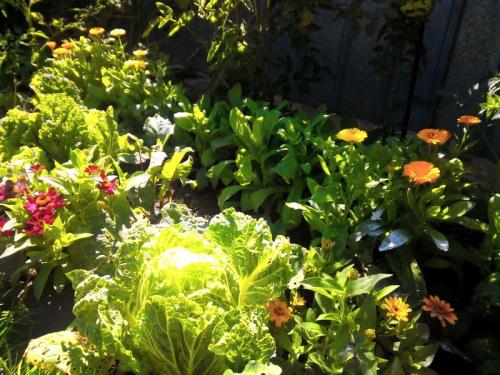 Что можно сажать после капусты на следующий год. Можно ли после капусты сажать 09