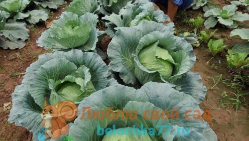 Что можно сажать после перца. Можно ли сажать перец после перца?