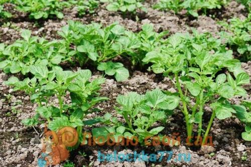 Что можно сажать после перца. Можно ли сажать перец после перца?