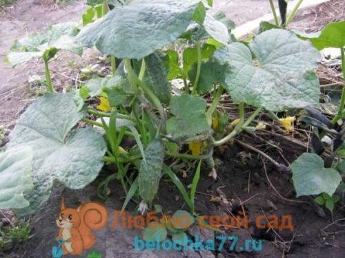 Что можно сажать после перца. Можно ли сажать перец после перца?