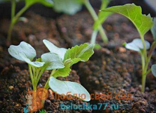 Что можно сажать после перца. Можно ли сажать перец после перца?