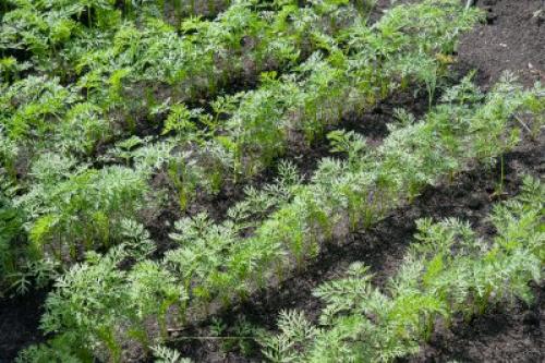 Что сажать после моркови