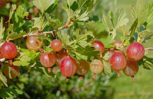 Обрезка крыжовника осенью. Обрезка кустов крыжовника осенью: правила и сроки