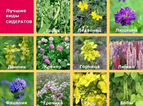 Как раскислить почву на участке. Чем раскислить почву на огороде