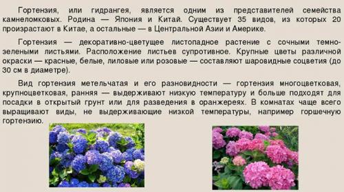Гортензия Мега Минди посадка и уход. Характеристика сорта
