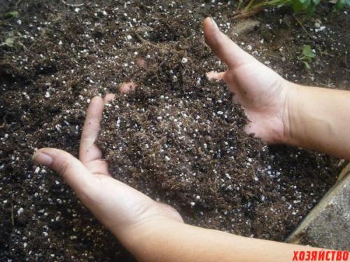 Как раскислить почву под вишней. Как бороться с кислой почвой под вишней